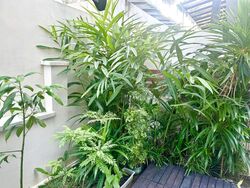 Chiselhurst Green (D19), Terrace #538859011